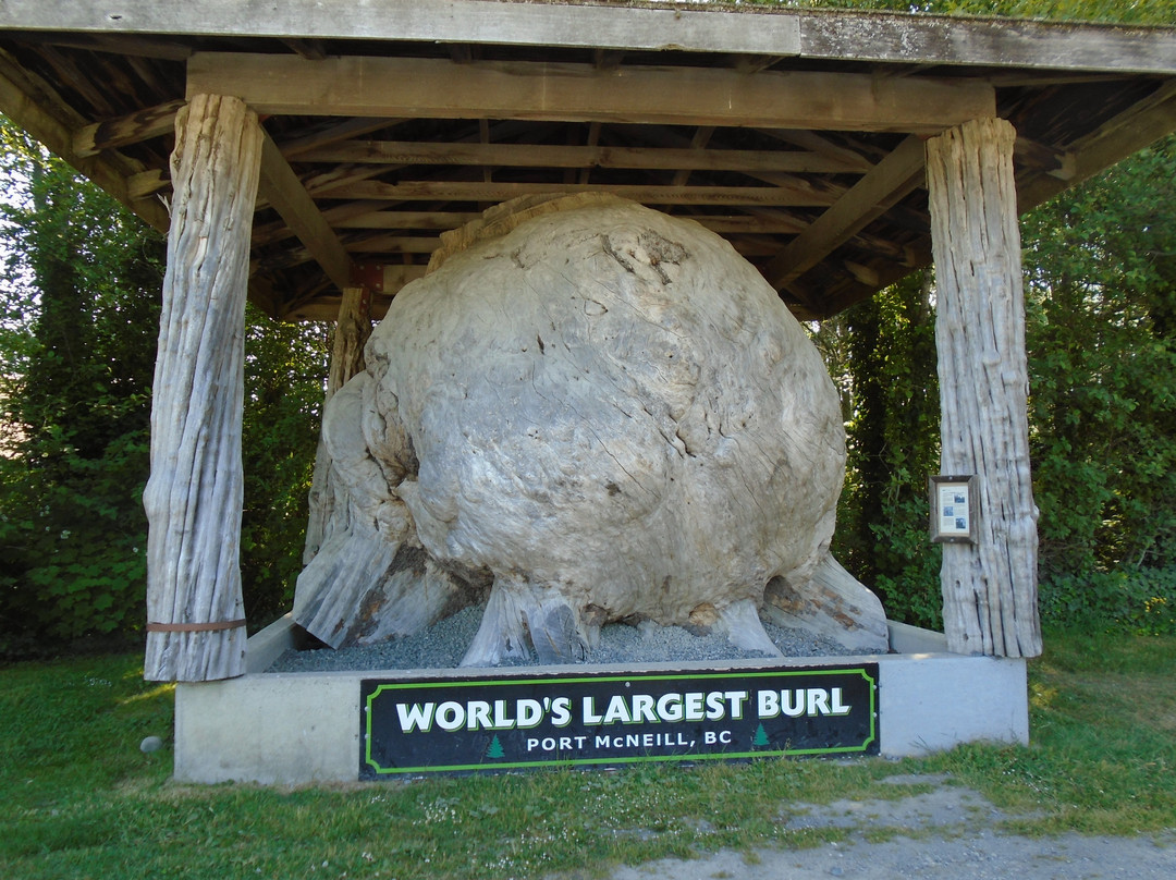 World 's largest Burl景点图片