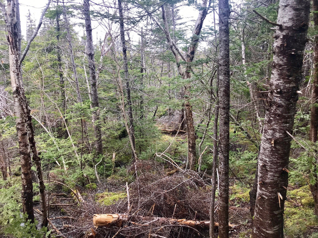 La Manche Provincial Park-Tors Cove必去景点