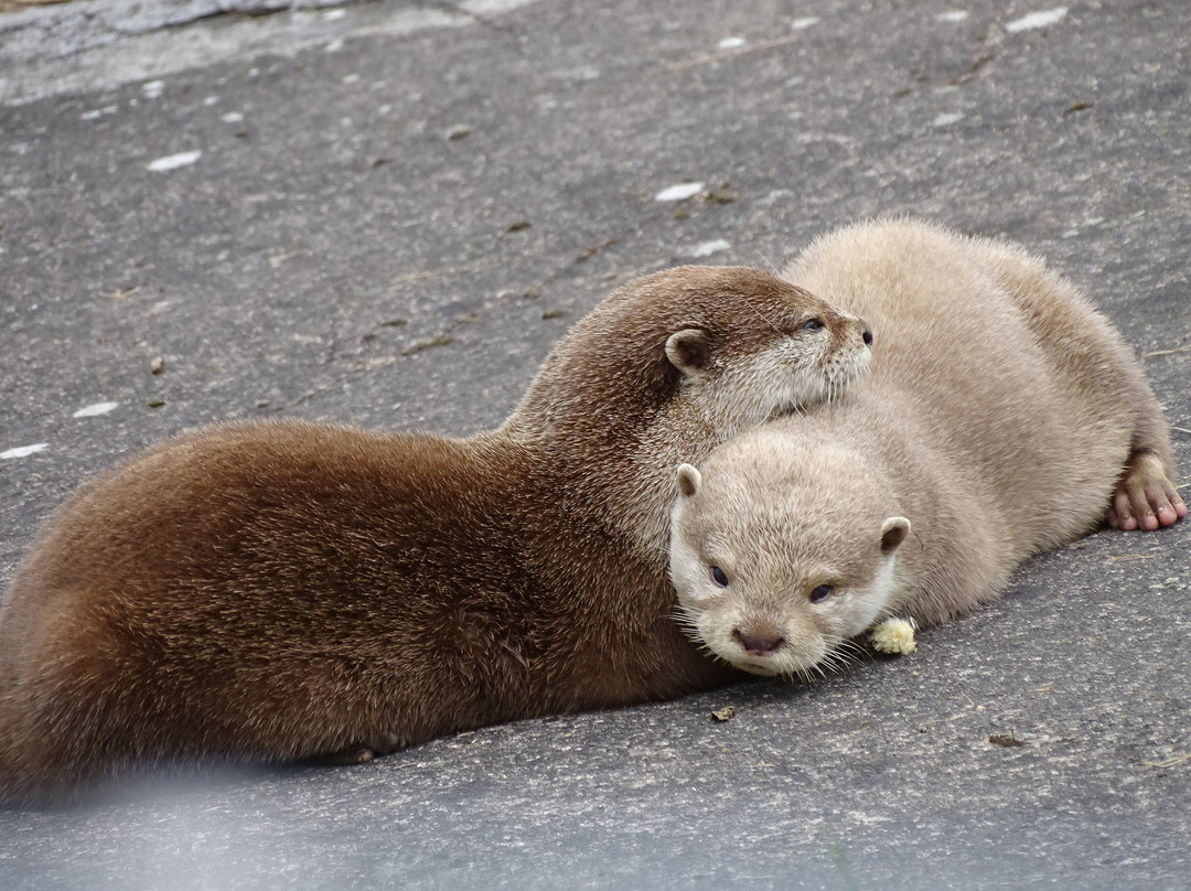 Camperdown Wildlife Centre景点图片