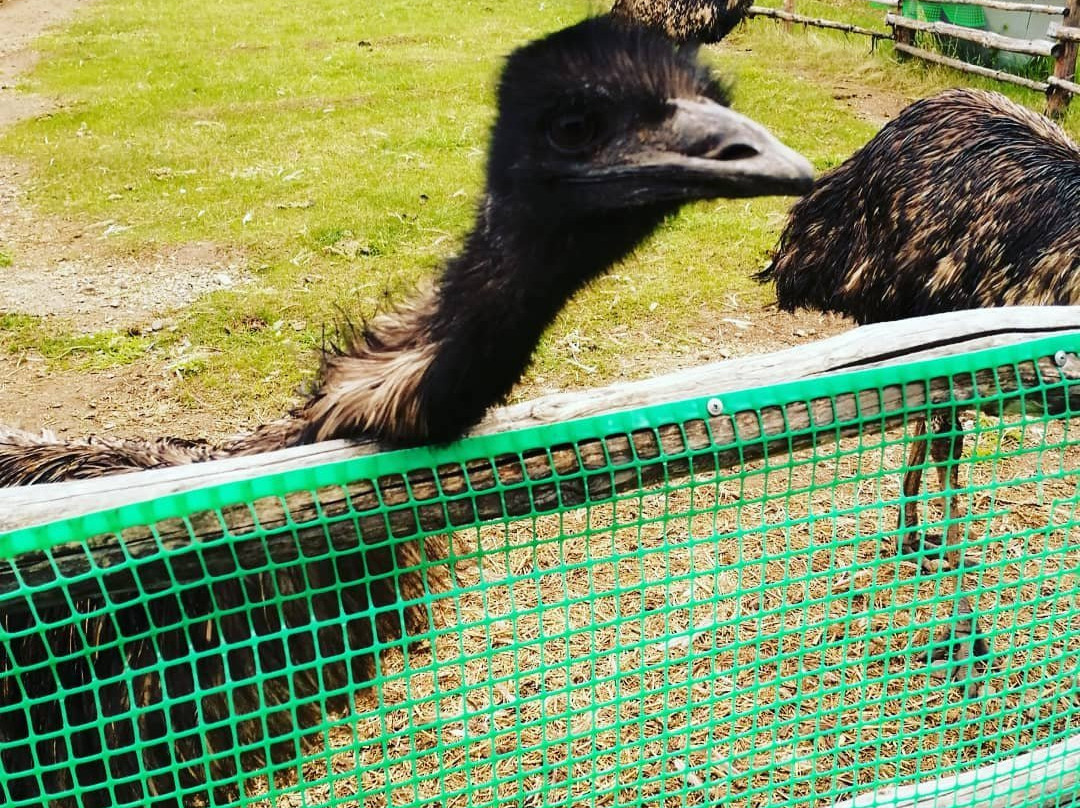 Ostrich Valley-Sarafanovo必去景点