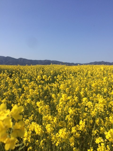 Yoshinogawa Riverbed-石井町必去景点