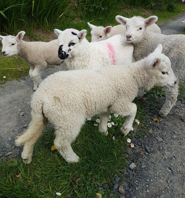 West Kerry Sheep Dog Demonstrations景点图片
