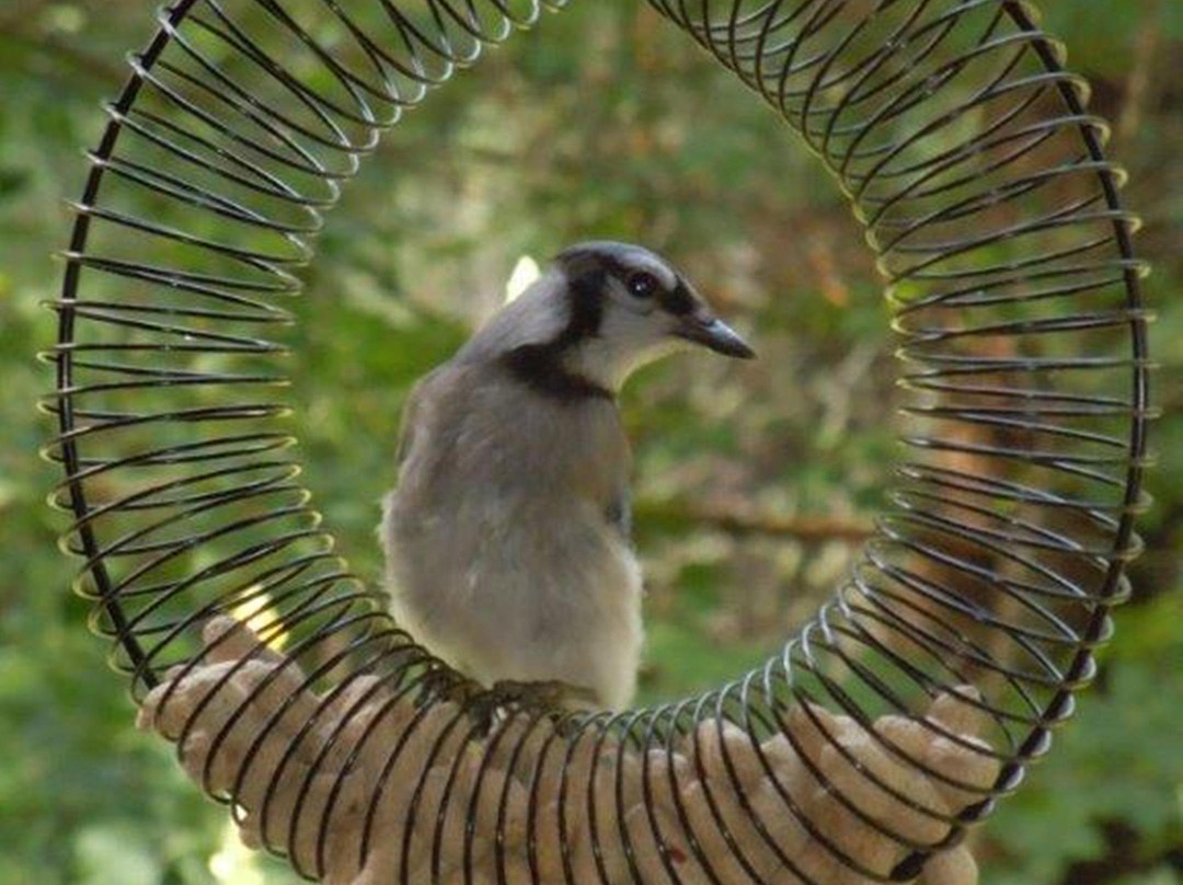 Les Jardins de L'Achillee Millefeuille主图