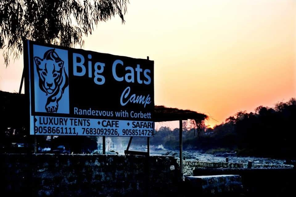 Big Cats Camp