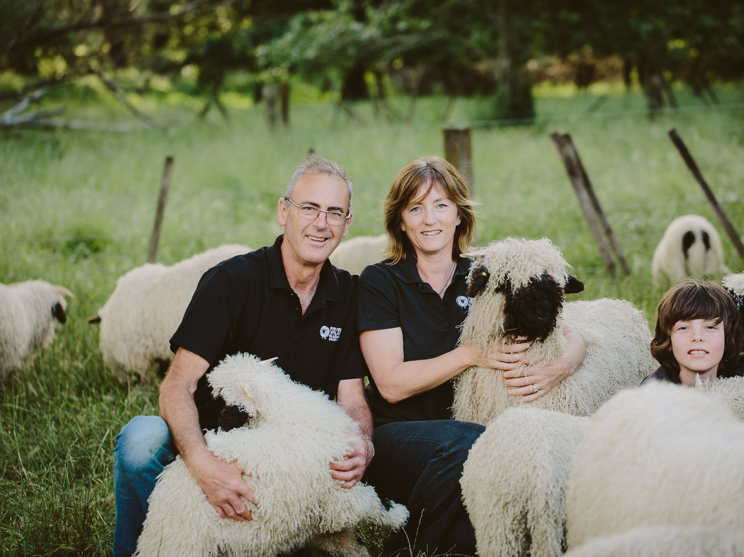 Rose Creek Valais Blacknose Sheep NZ景点图片