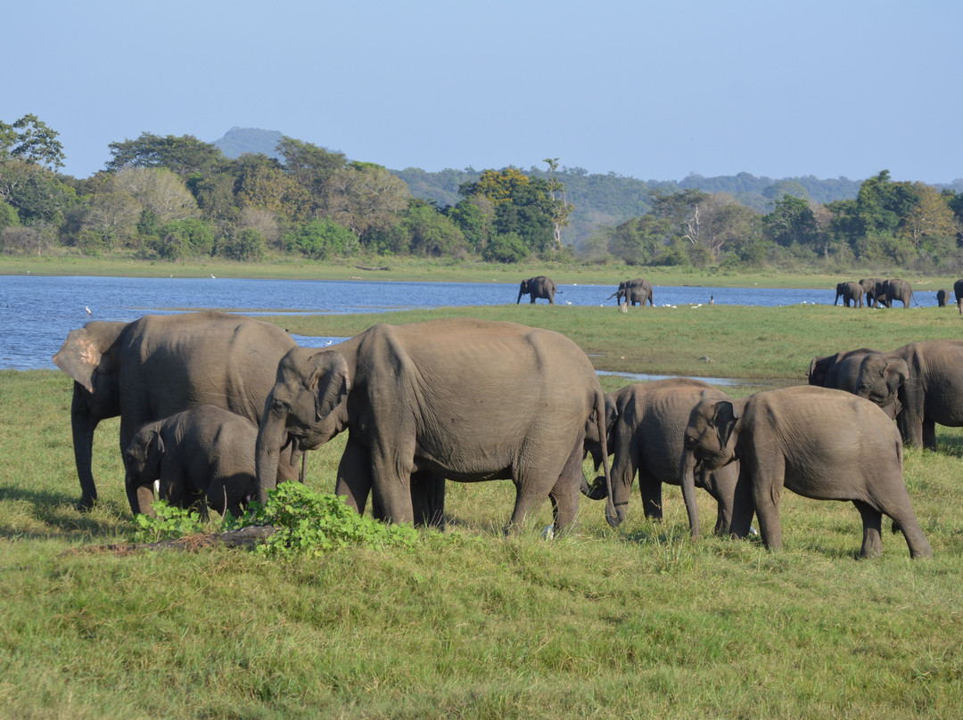 Sarath Safari Sigiriya景点图片