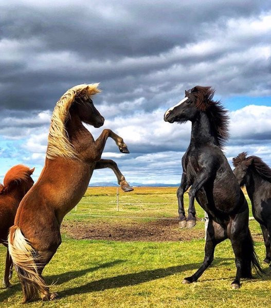 River Horses-霍尔斯沃德吕尔镇必去景点