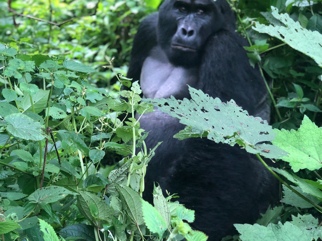 Bwindi Forest Lodge主图