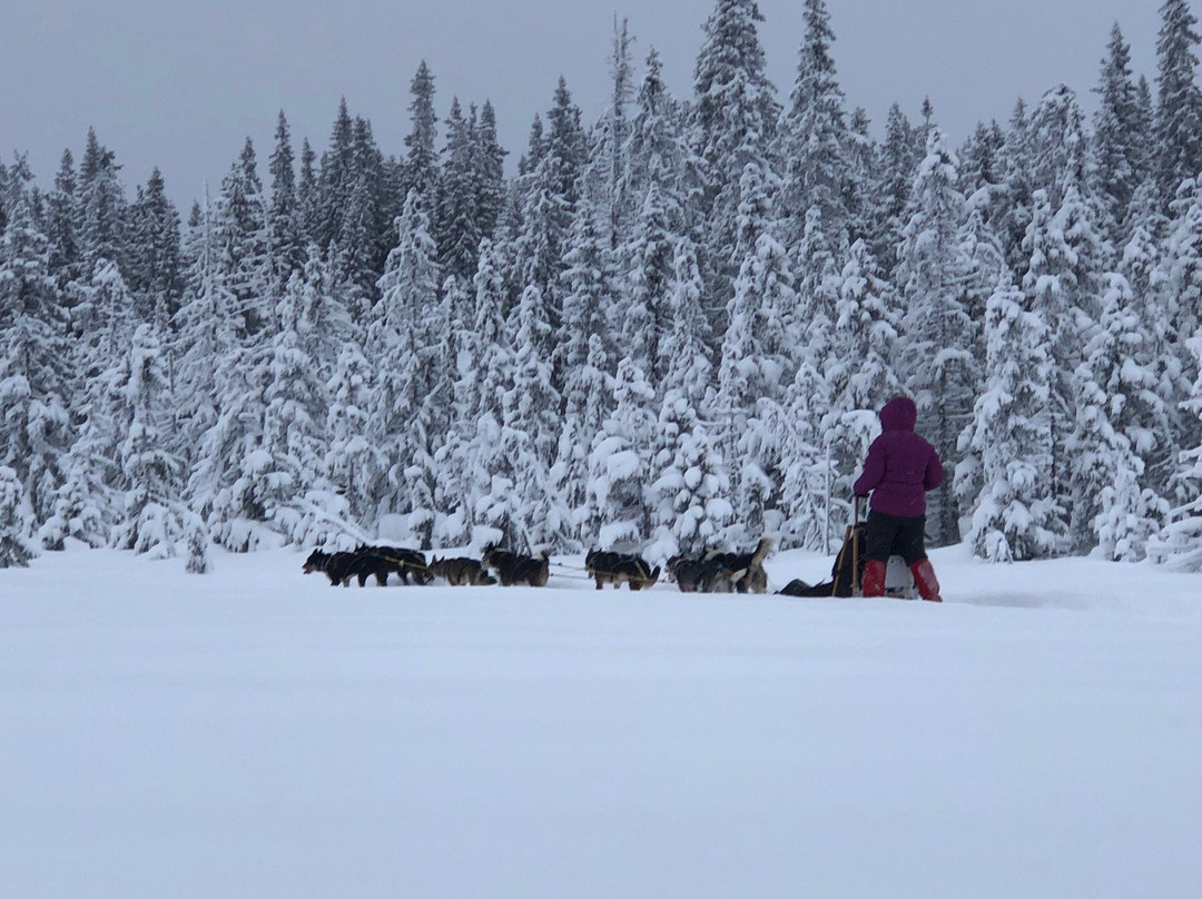 Sjusjoen Husky Tours景点图片