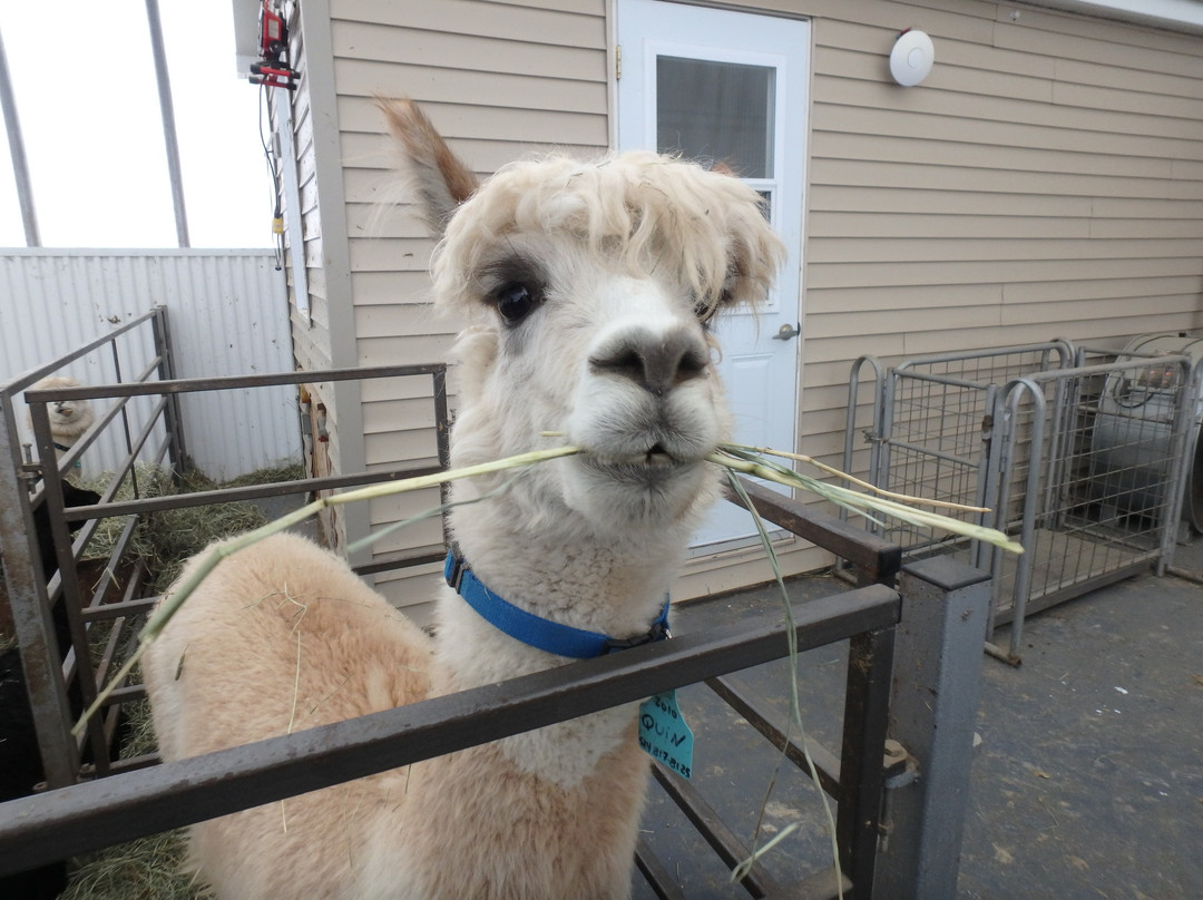 Alpagas du Domaine Poissant-Mont-Saint-Hilaire必去景点