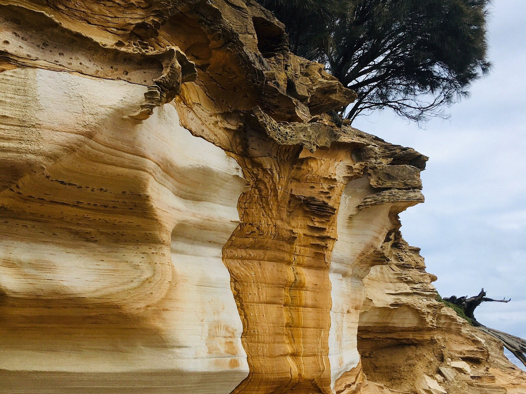 See Tasmania景点图片