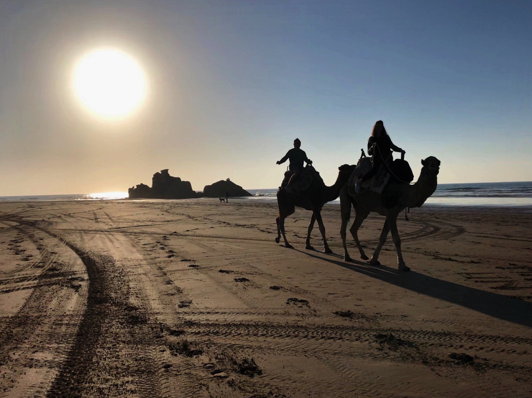 4X4骆驼——私人一日游景点图片