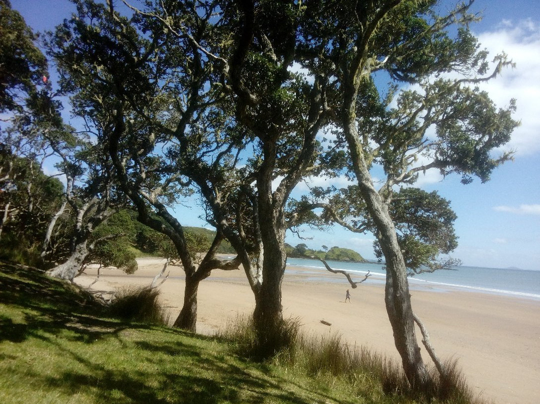 Coopers Beach景点图片