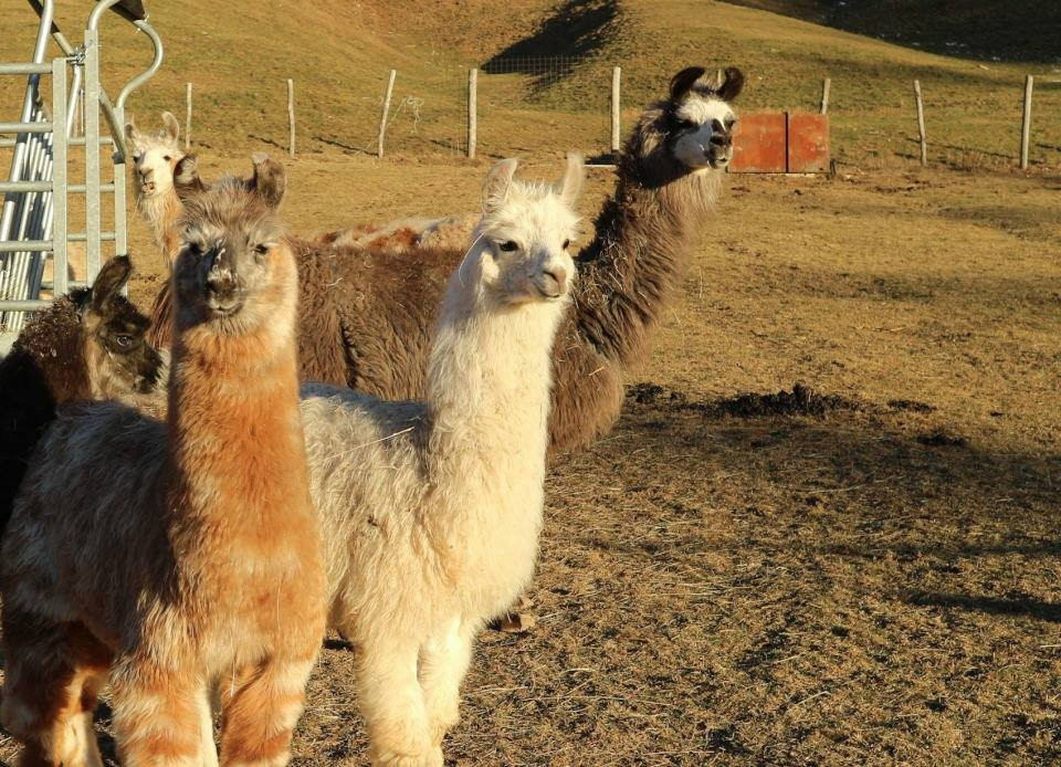 Passeggiata con i Lama-Blessagno必去景点