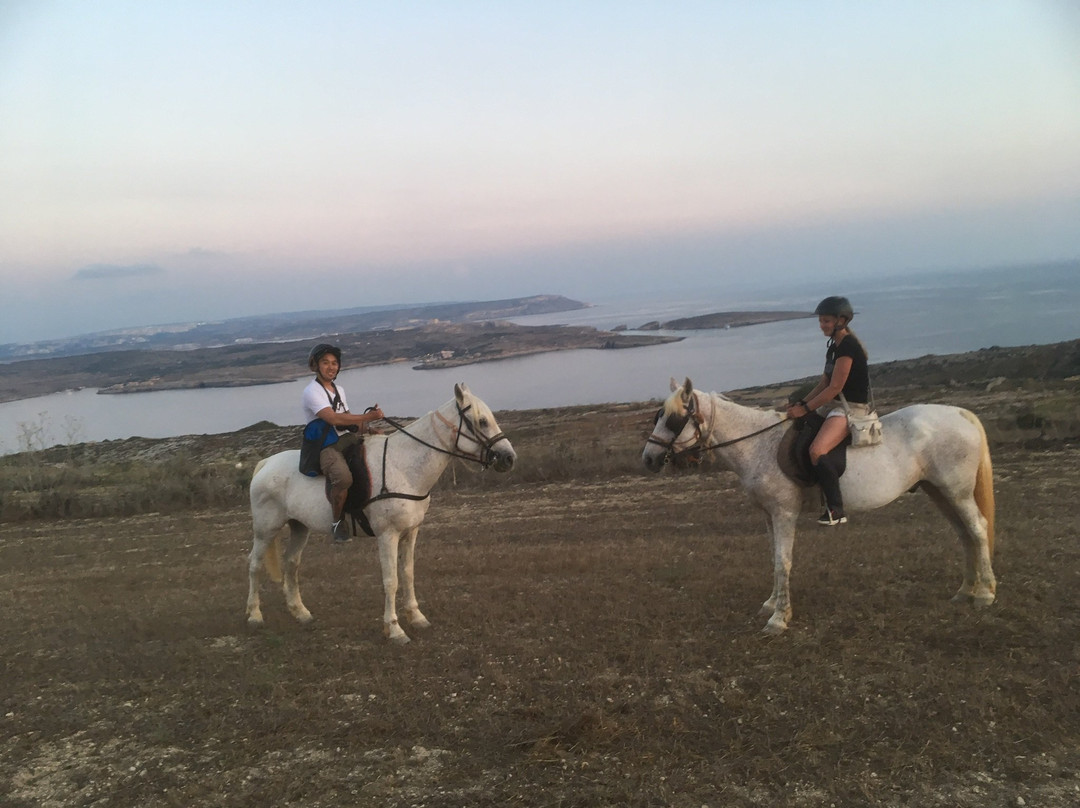 Gozo Stables Horse-Riding景点图片