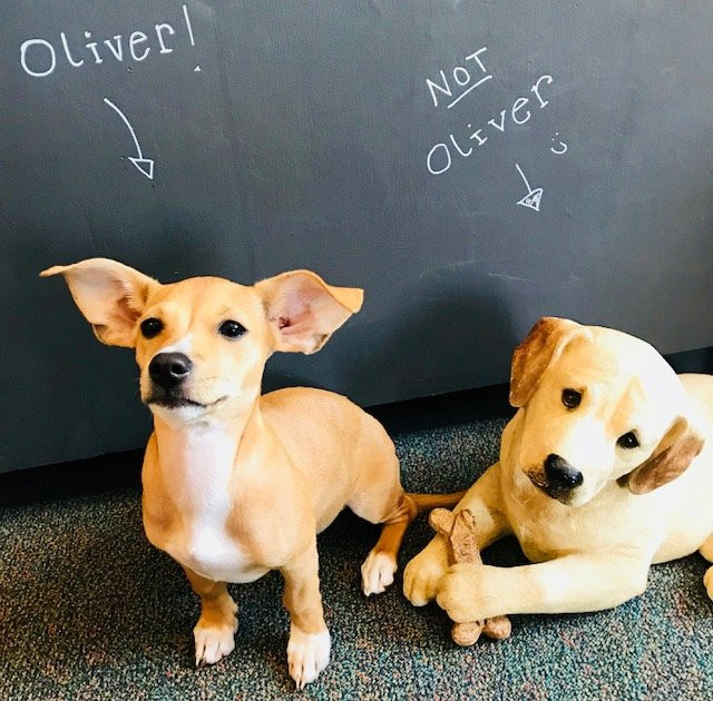 Pickwick Books-Waterdown必去景点