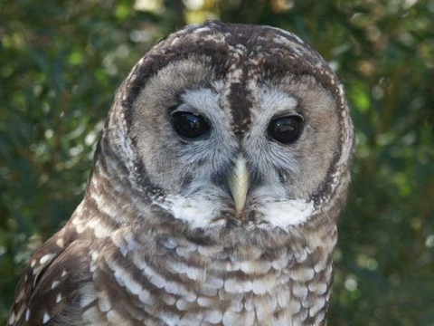 Alabama Wildlife Center-Pelham必去景点