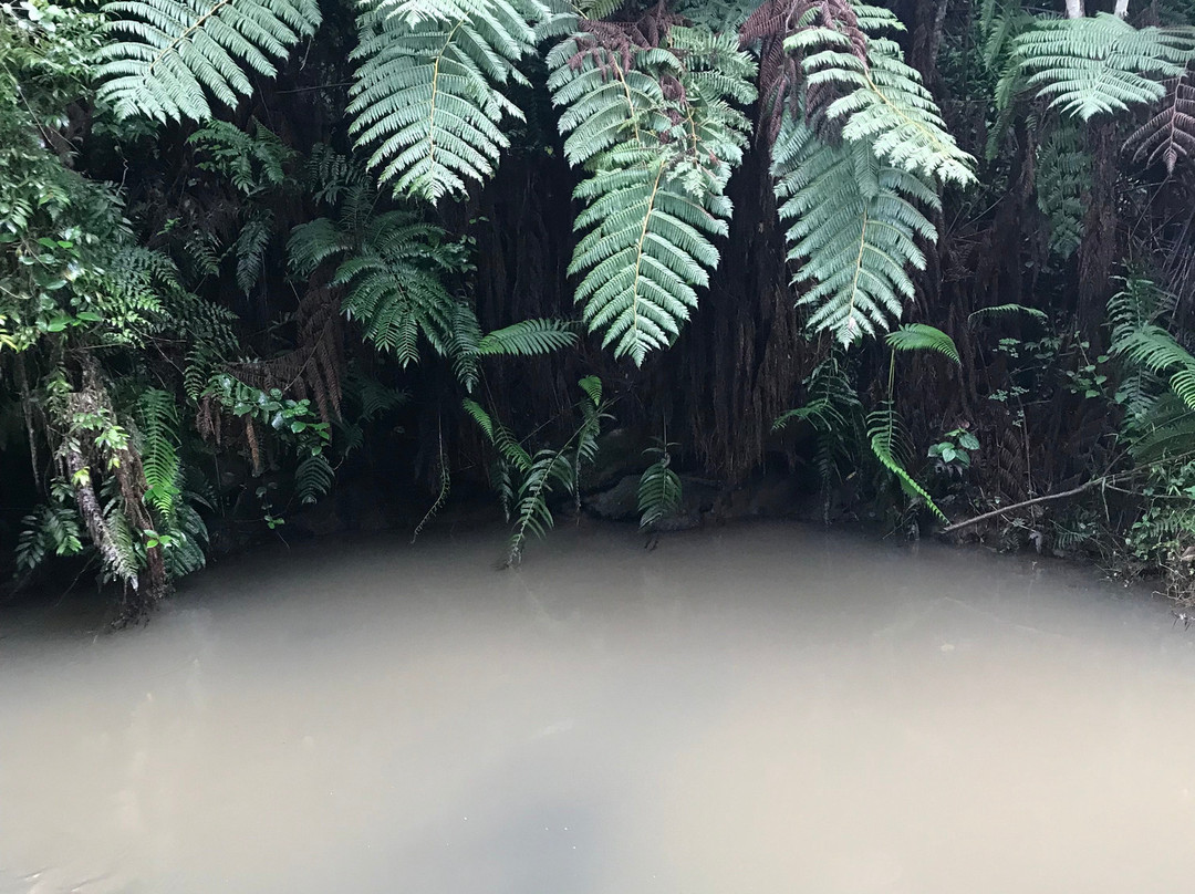Gatamaiyu Forest-Kikuyu必去景点