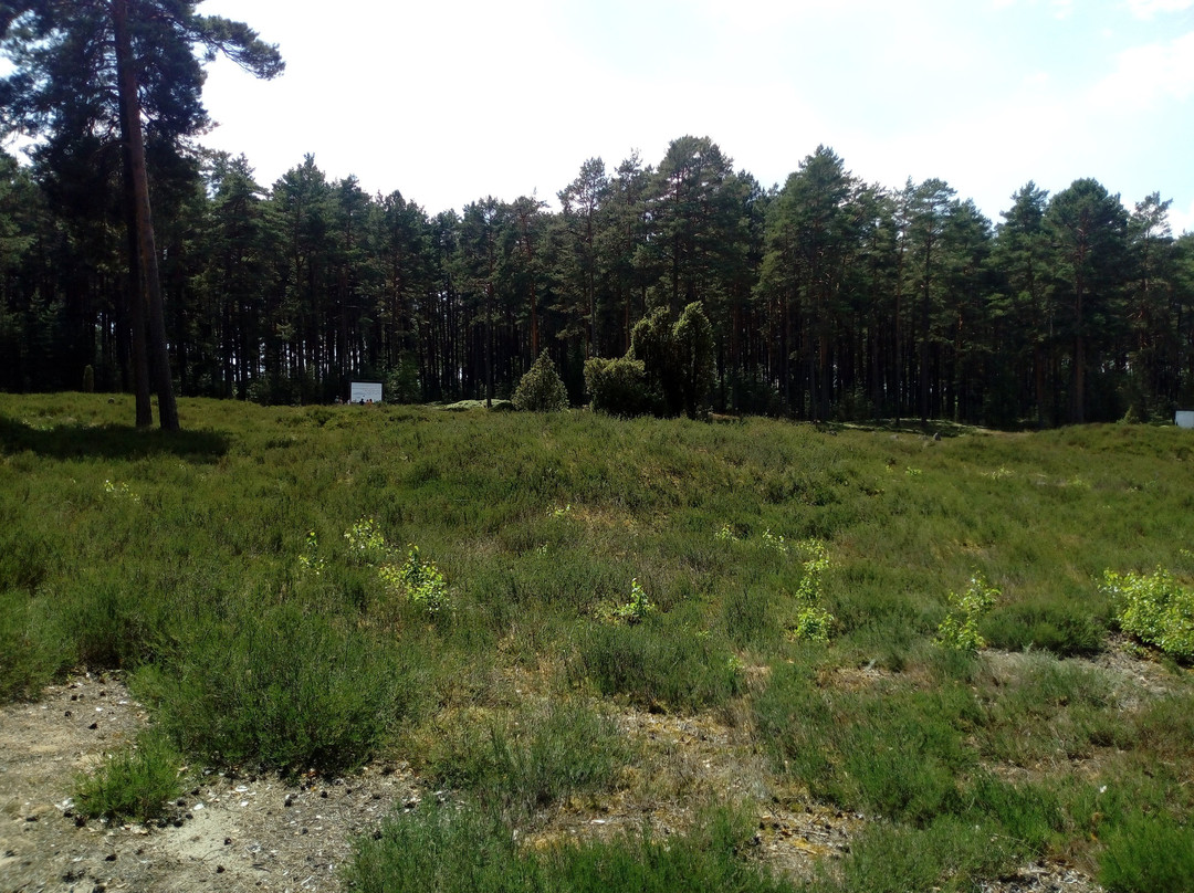 Stone Circles in Odry