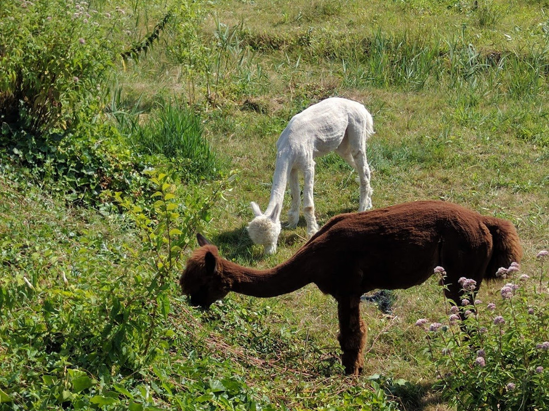 ZOO Almere Jungle景点图片