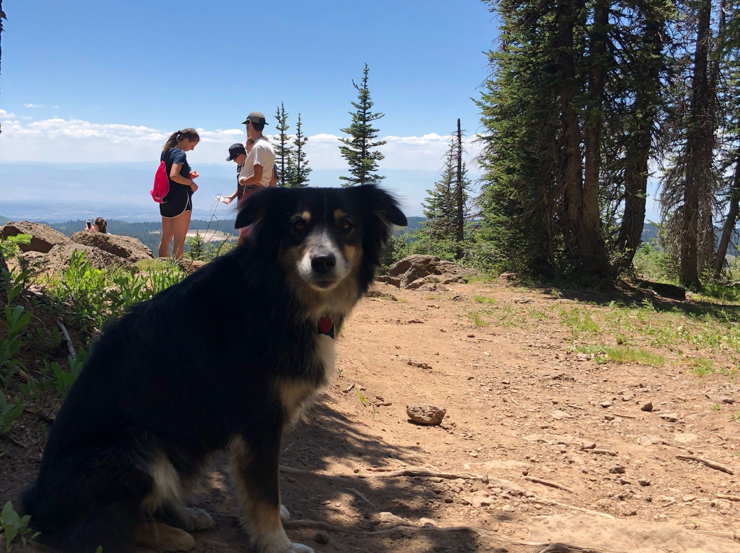 Grand Mesa National Forest-Collbran必去景点