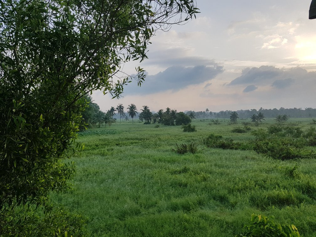 Dr Veena's Ayurmantra景点图片