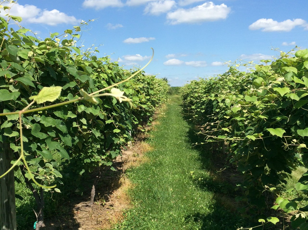 Two Saints Winery-Saint Charles必去景点