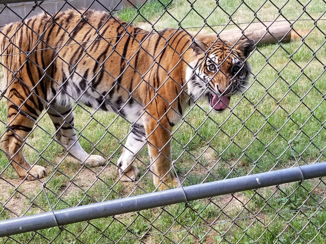 Tiger Creek Animal Sanctuary景点图片