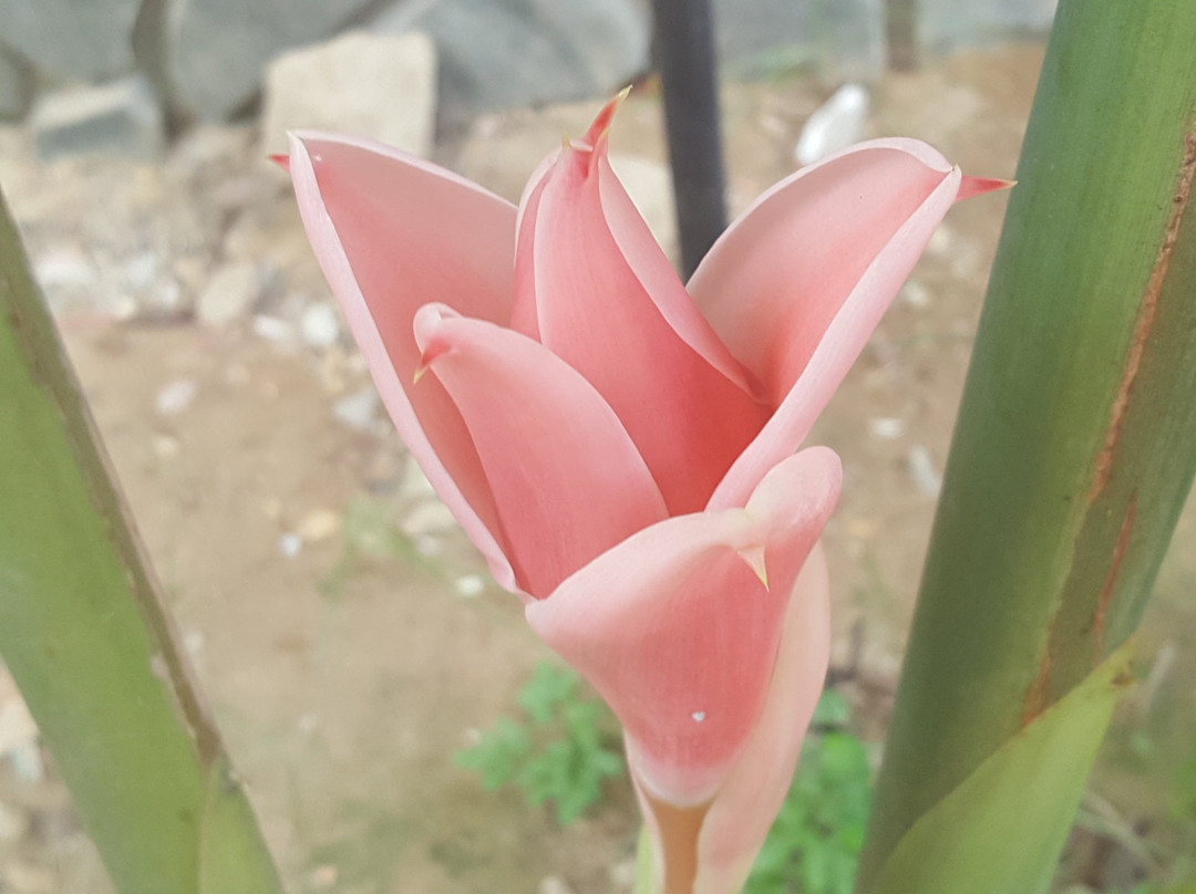 Hon Chen Temple-顺化必去景点