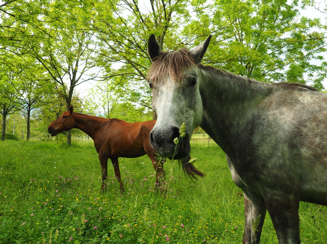 Cheval Rando Equitation-Creysse必去景点