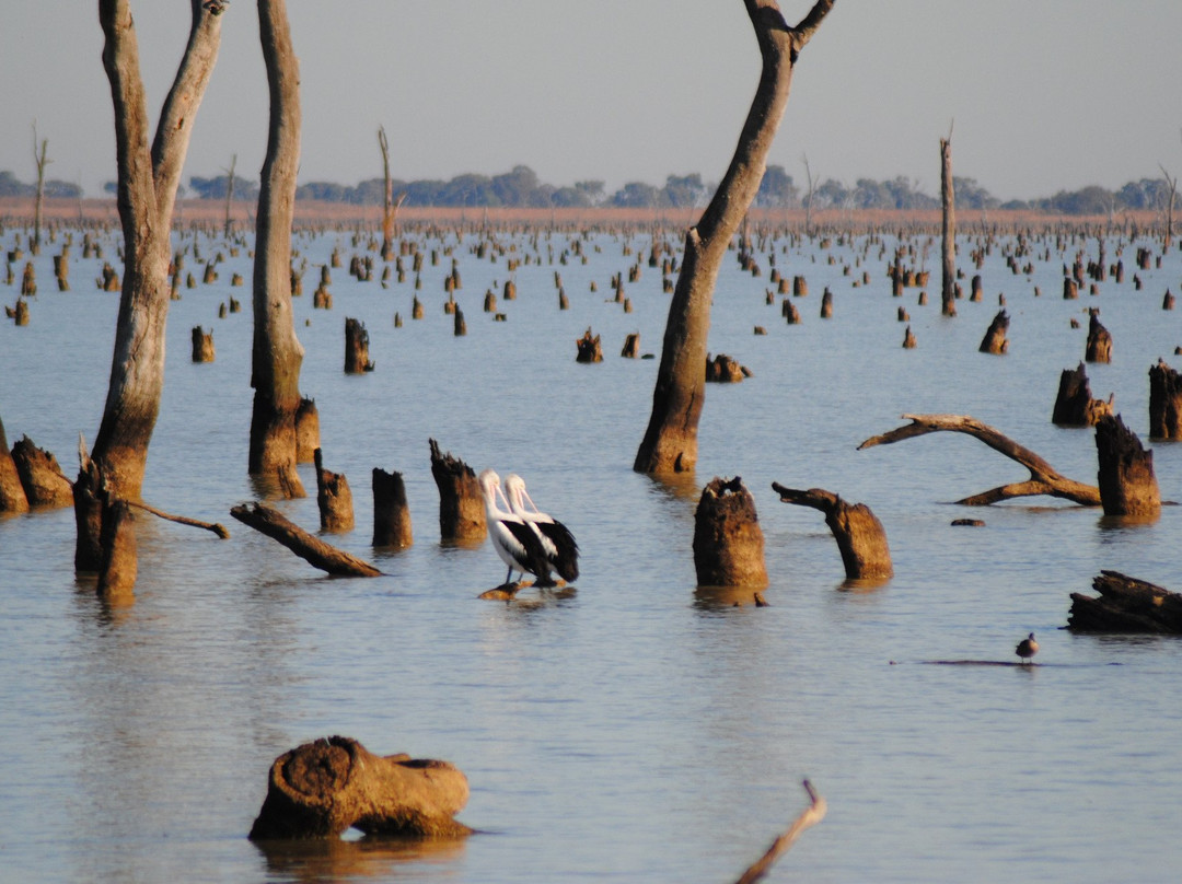 Kow Swamp-Gunbower必去景点