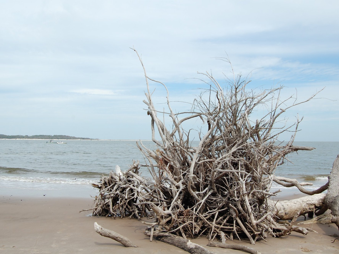 Big Talbot Island State Park景点图片