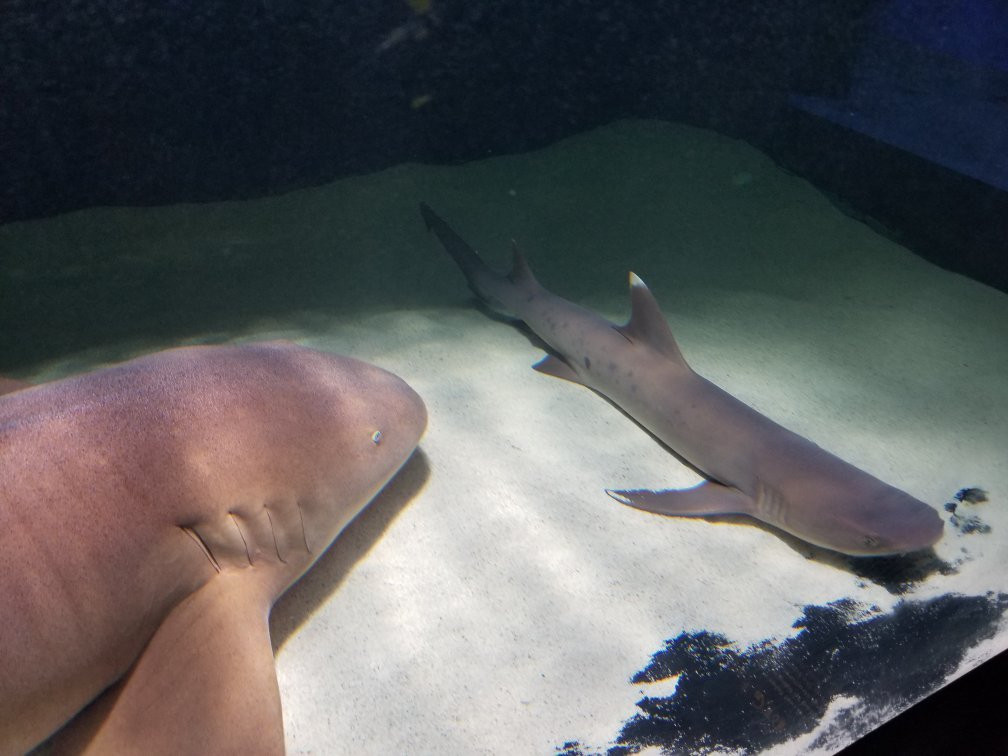 Children's Aquarium at Fair Park景点图片