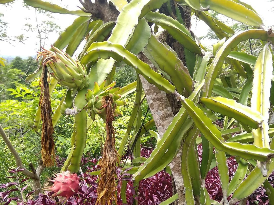Waras Farm-芝勒贡必去景点