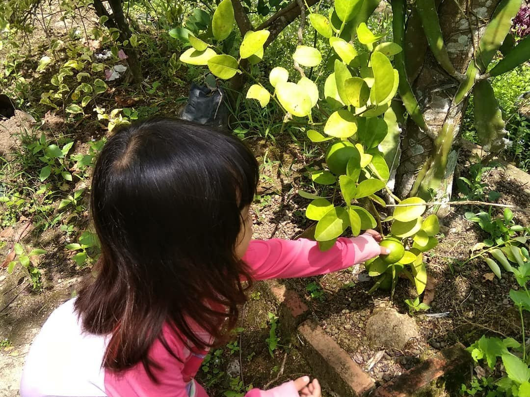 Waras Farm-芝勒贡必去景点