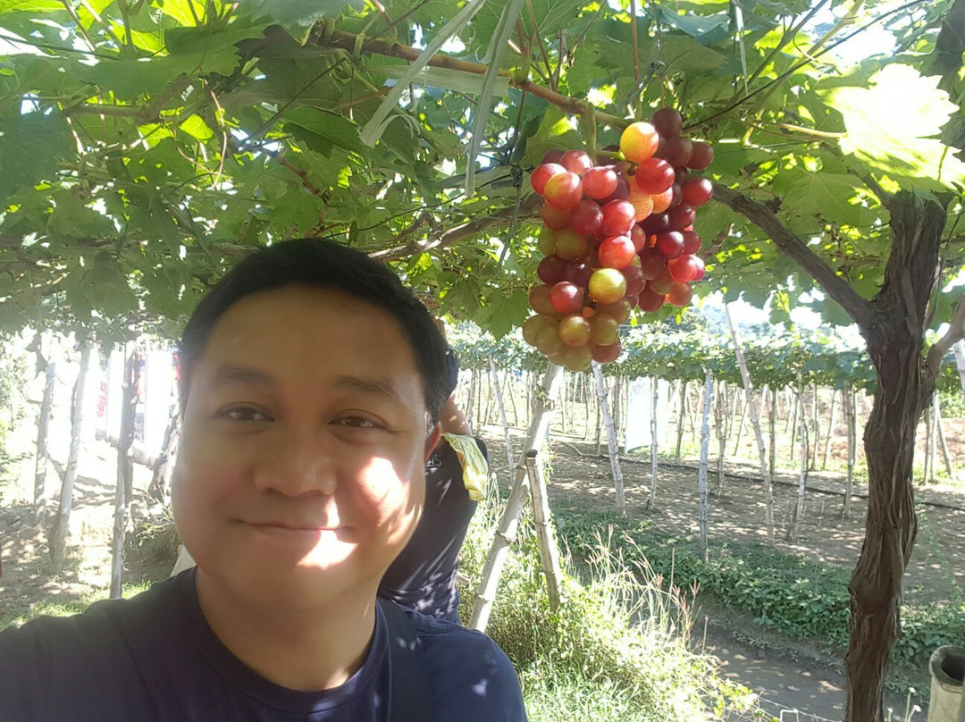 Orpilla-Estigoy Grapes Farm景点图片