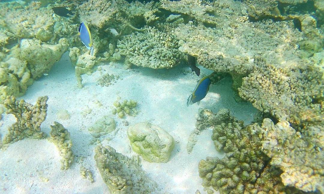 Adventure Diving-Gulhi Island必去景点