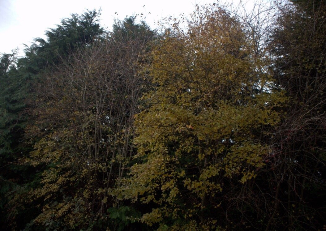 Dunston (Ace) Acer Pond景点图片