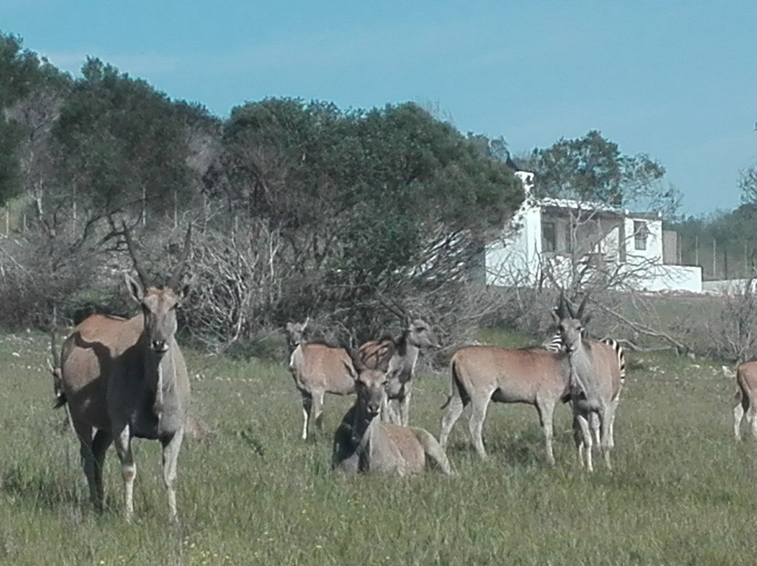 Bredasdorp Square主图