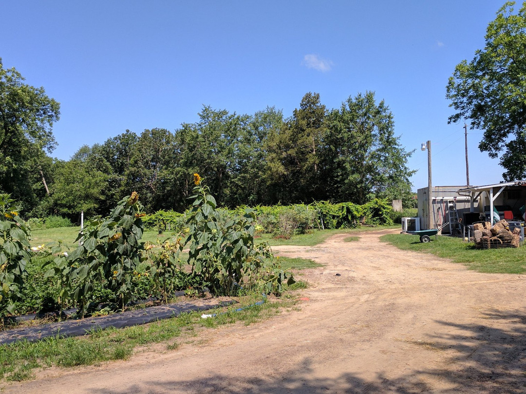 Marks Melon Patch-Dawson必去景点