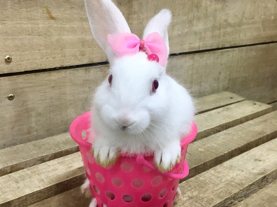 KidZoo PVJ-万隆必去景点