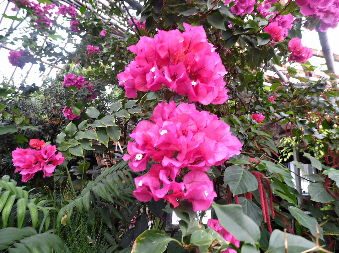 Botanical Garden-Amursk必去景点