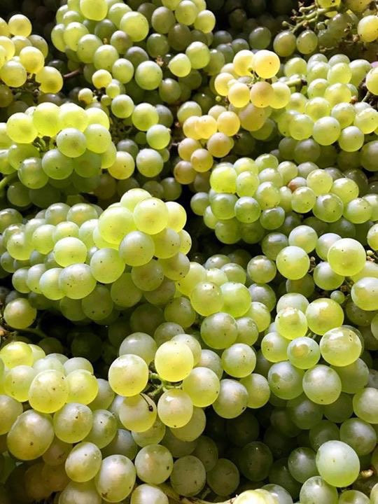 Alexander Vineyards-弗雷德里克斯堡必去景点