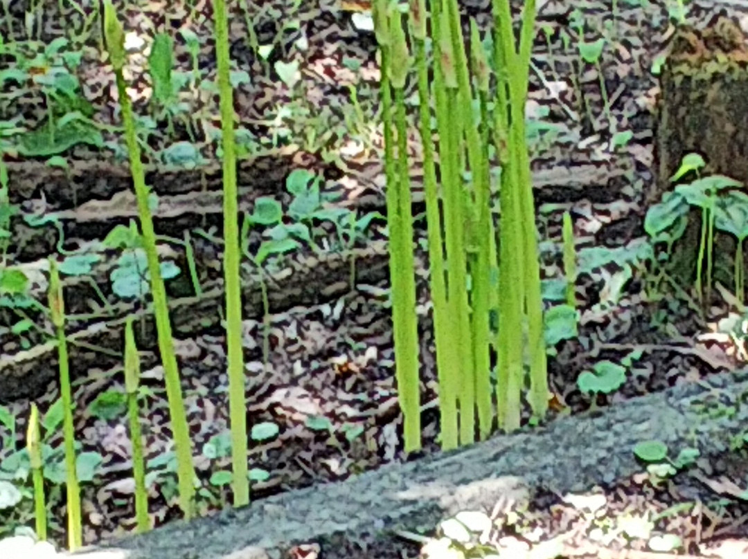 Tamayodo Gawara-寄居町必去景点