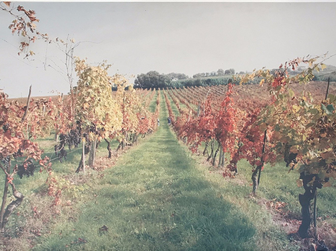 Conte Leopardi Wines-努马纳必去景点