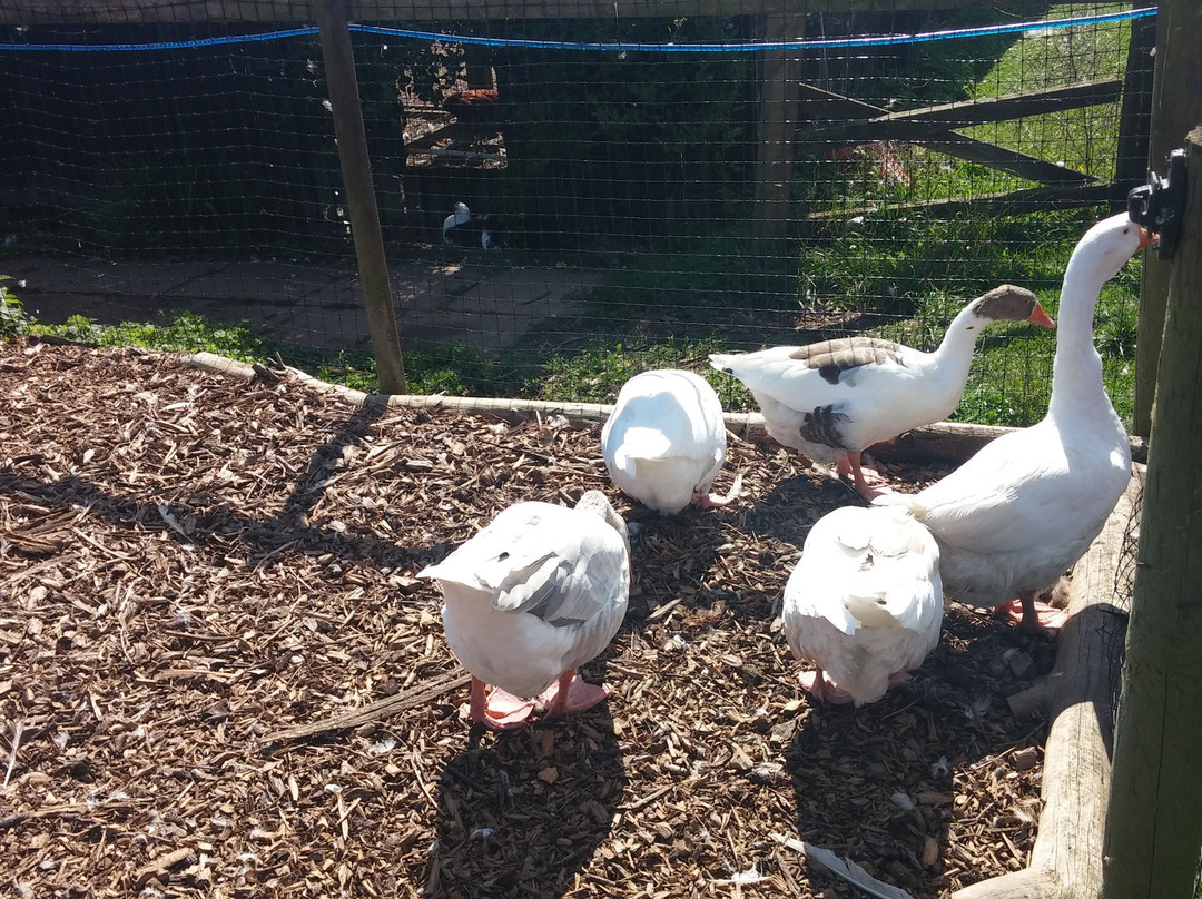 Oak Tree Farm-Stonnall必去景点