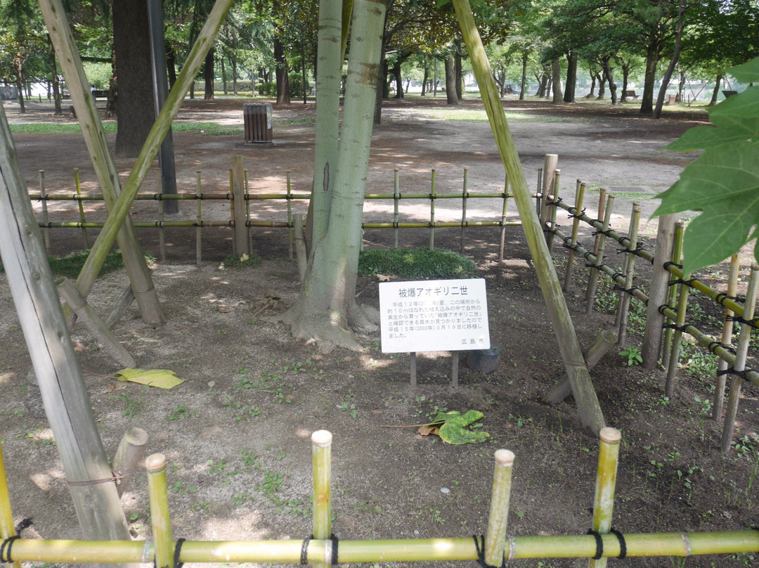 Chinese Parasol Tree That was Exposed to Hiroshima Bombing-广岛市必去景点