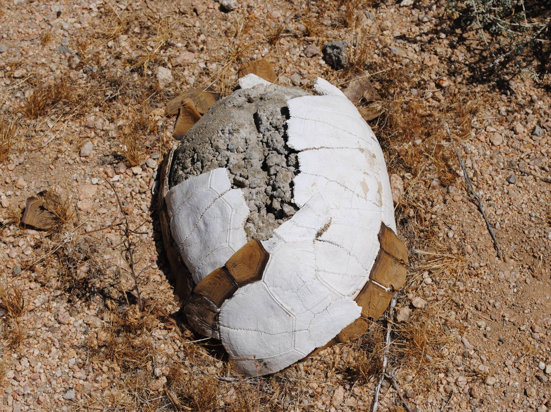 Desert Tortoise Natural Area-California City必去景点