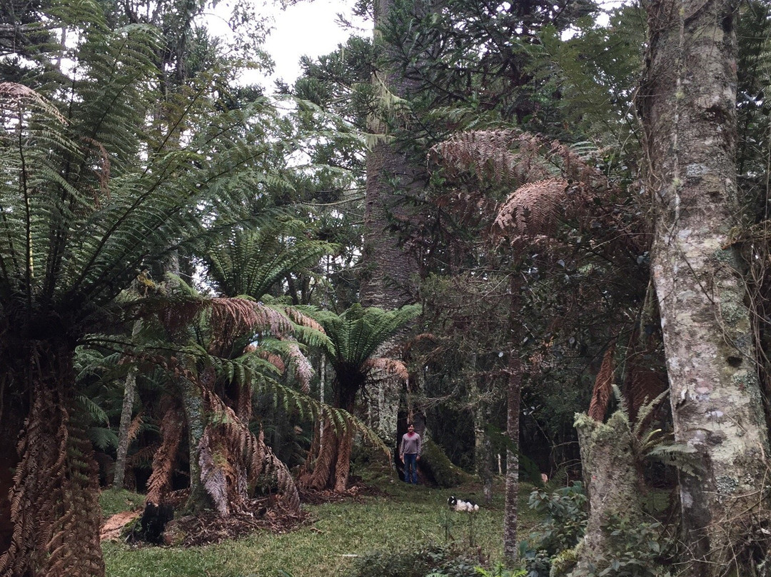 Maior Araucaria da Serra Catarinense景点图片