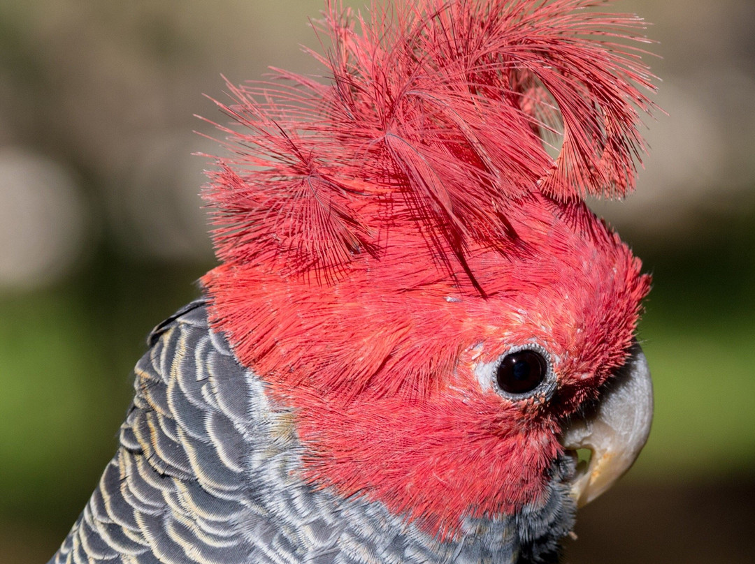 Parrots in Paradise景点图片